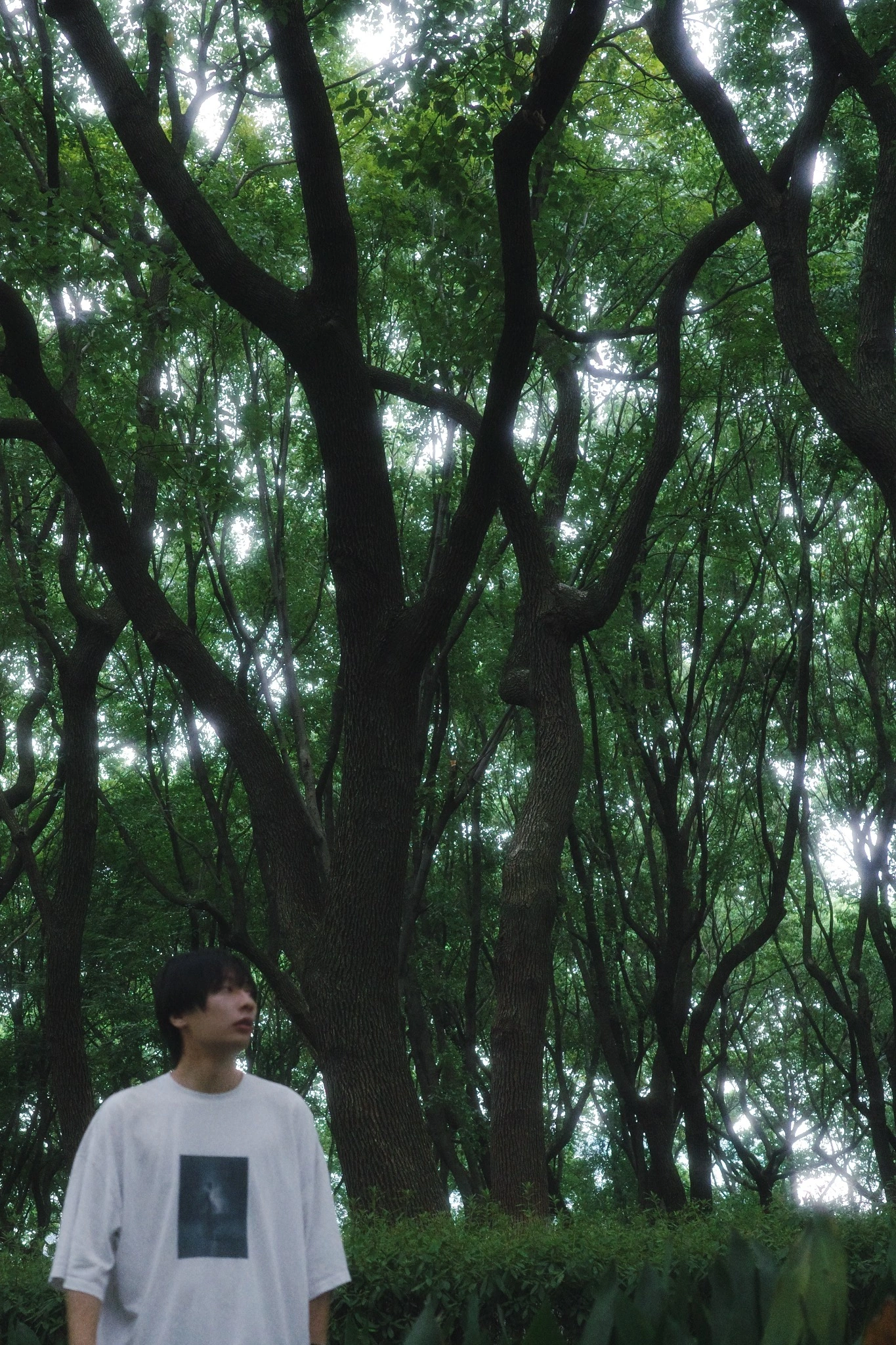 PENG ZHONGHAI，在树林中